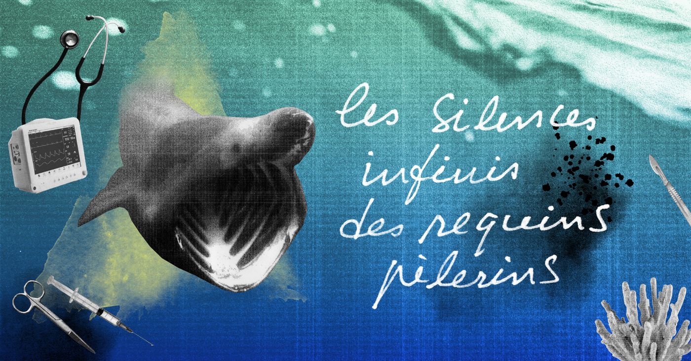 Webradio: «Les Silences infinis des requins pèlerins» du Théâtre Déchaînés